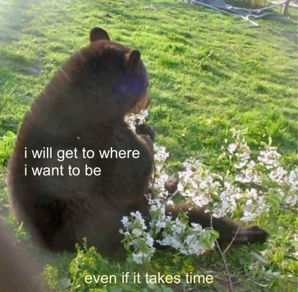 a picture of a bear sitting on the ground looking at flowers with text reading: i will get to where i want to be, even if it takes time
